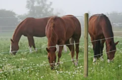 AKO TopLine Horse Wire