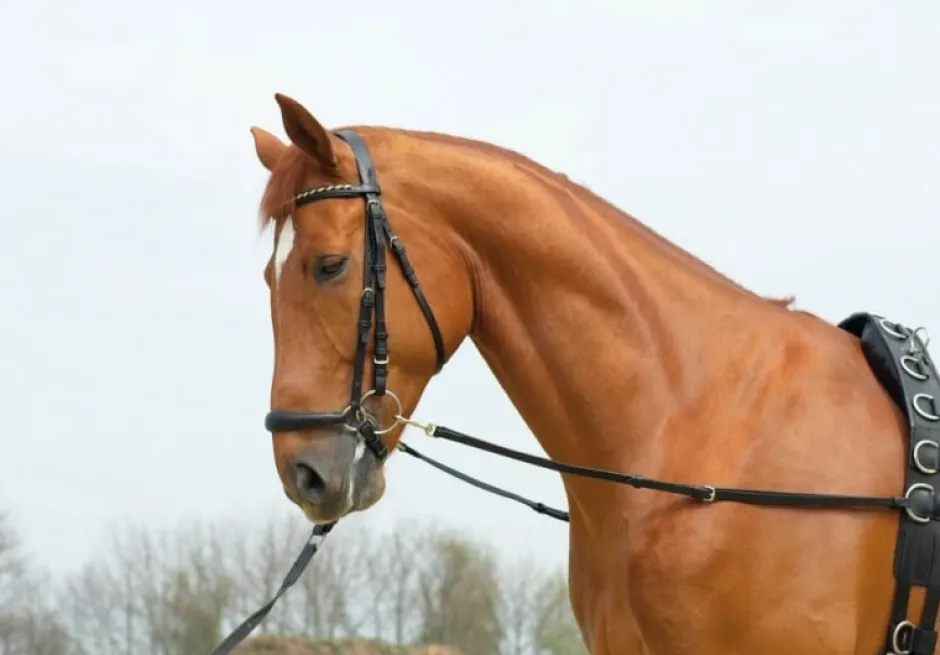 BUSSE Ausbindezügel BASIC-STARR