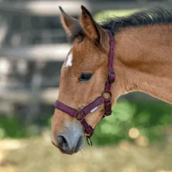 BUSSE Halfter FOAL-TASTIC ST, Satin