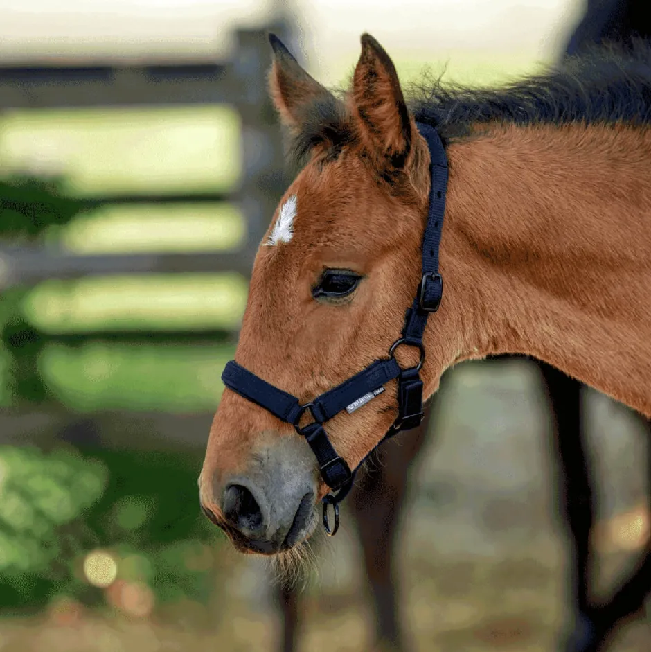 BUSSE Halfter FOAL-TASTIC ST, Satin