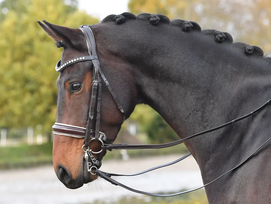 BUSSE Kandare LUXURY