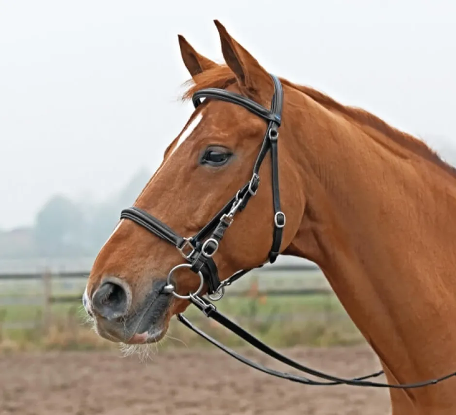 BUSSE Wanderreittrense SOLIBEL