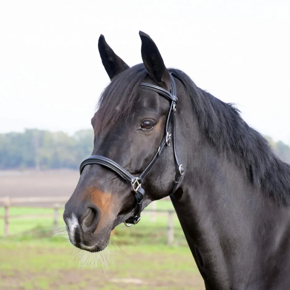 BUSSE Wanderreittrense SOLIBEL