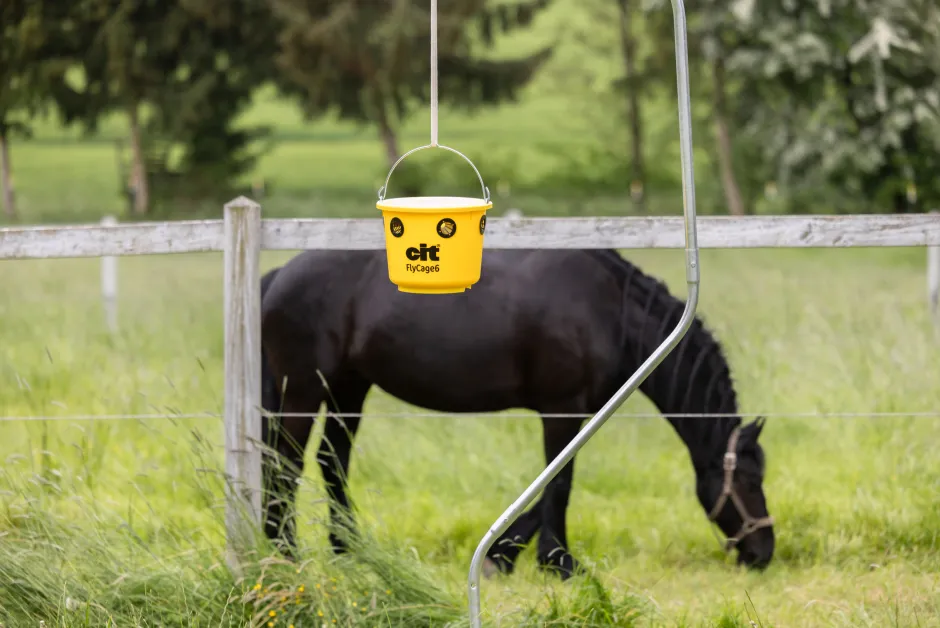 cit Fliegenfalle FlyCage6