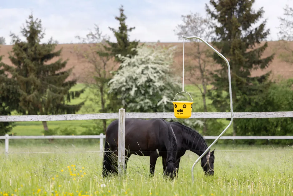 cit Fliegenfalle FlyCage6