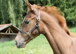 COVALLIERO Fohlenhalfter Eco