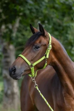 COVALLIERO Halfter Mustang