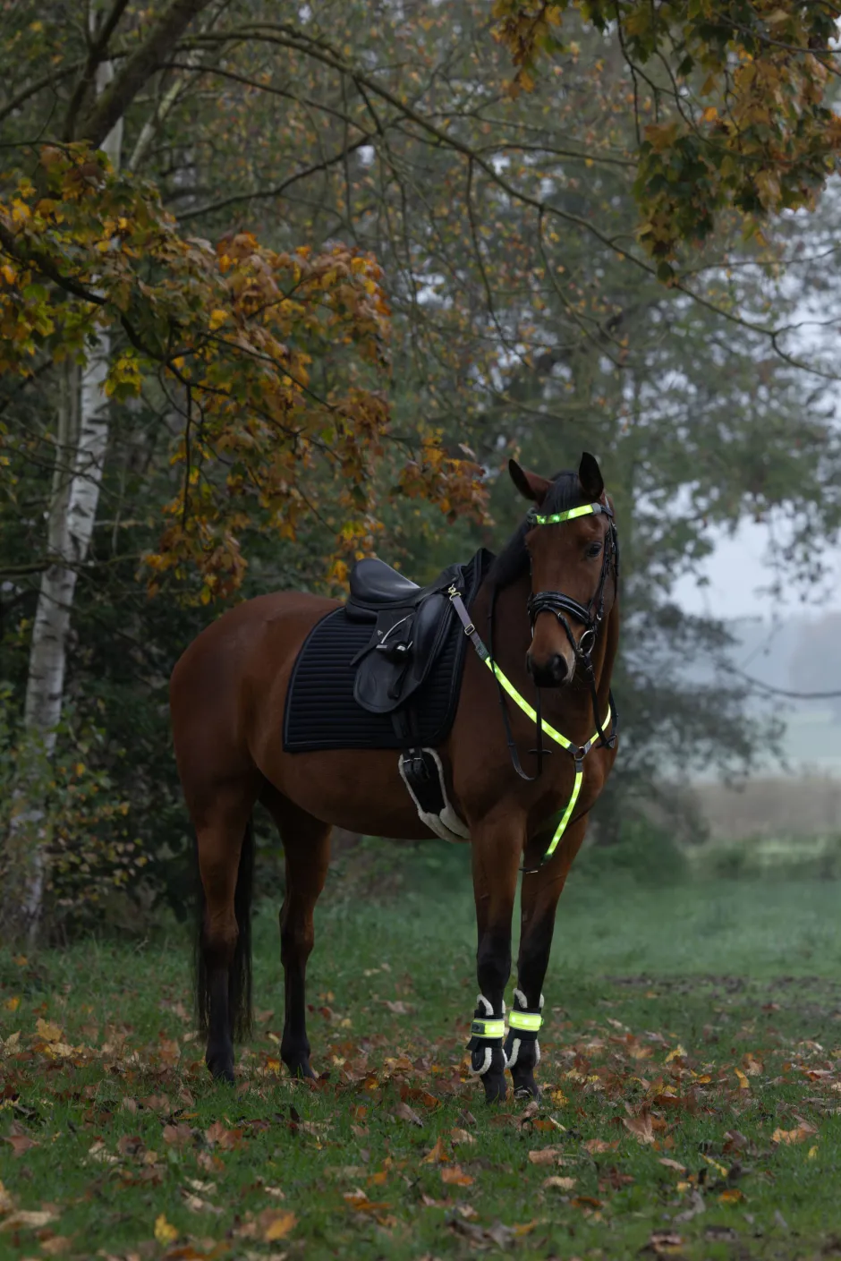 COVALLIERO Leuchtgamasche LED