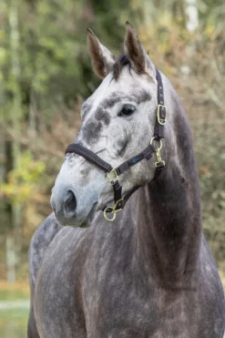 COVALLIERO Pferdehalfter Royal
