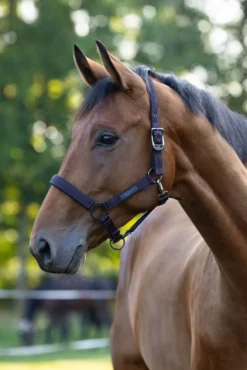 COVALLIERO Pferdehalfter Royal