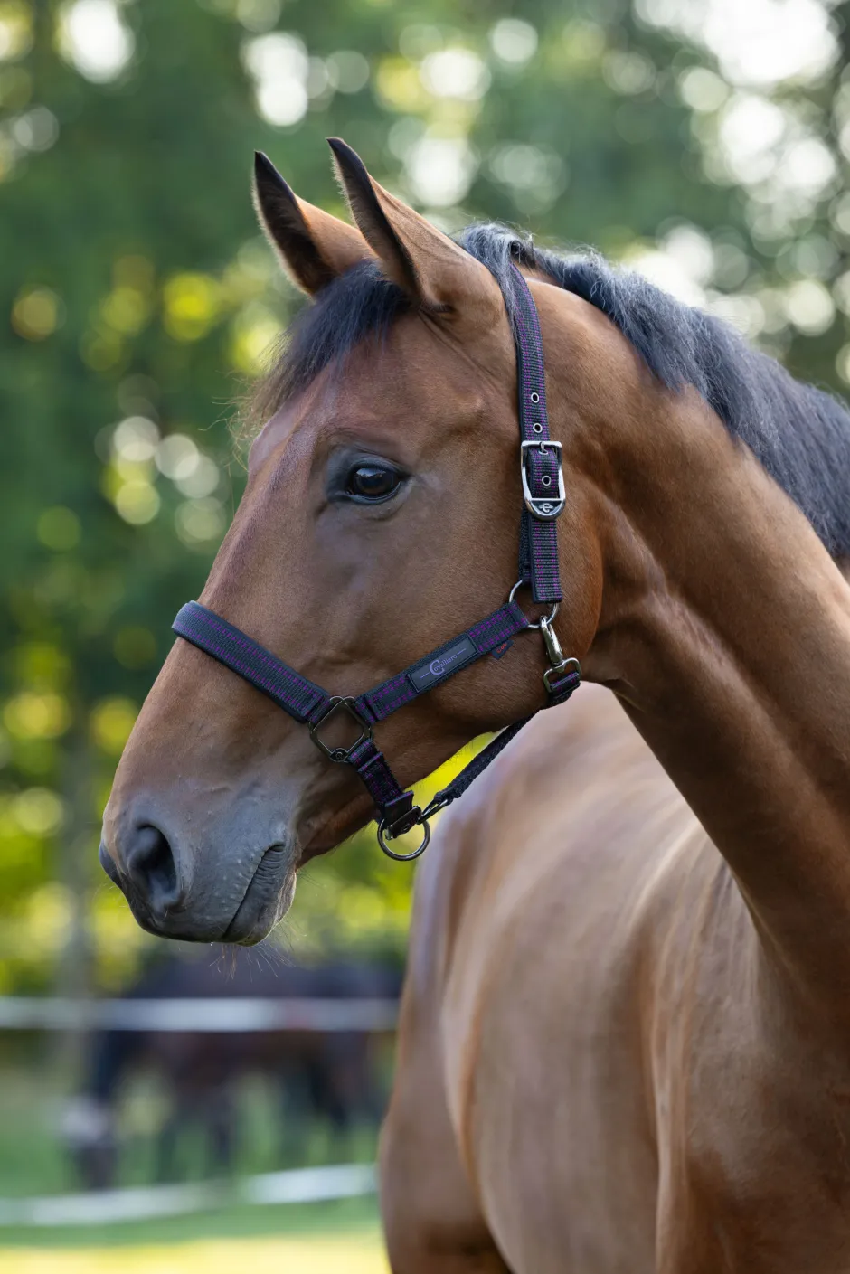 COVALLIERO Pferdehalfter Royal