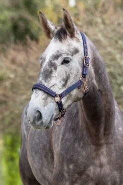COVALLIERO Pferdehalfter Royal