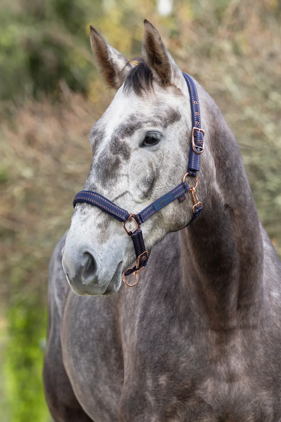 COVALLIERO Pferdehalfter Royal