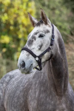 COVALLIERO Pferdehalfter Royal