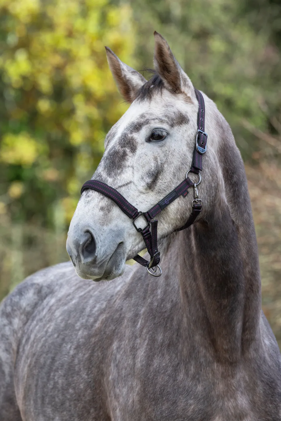 COVALLIERO Pferdehalfter Royal