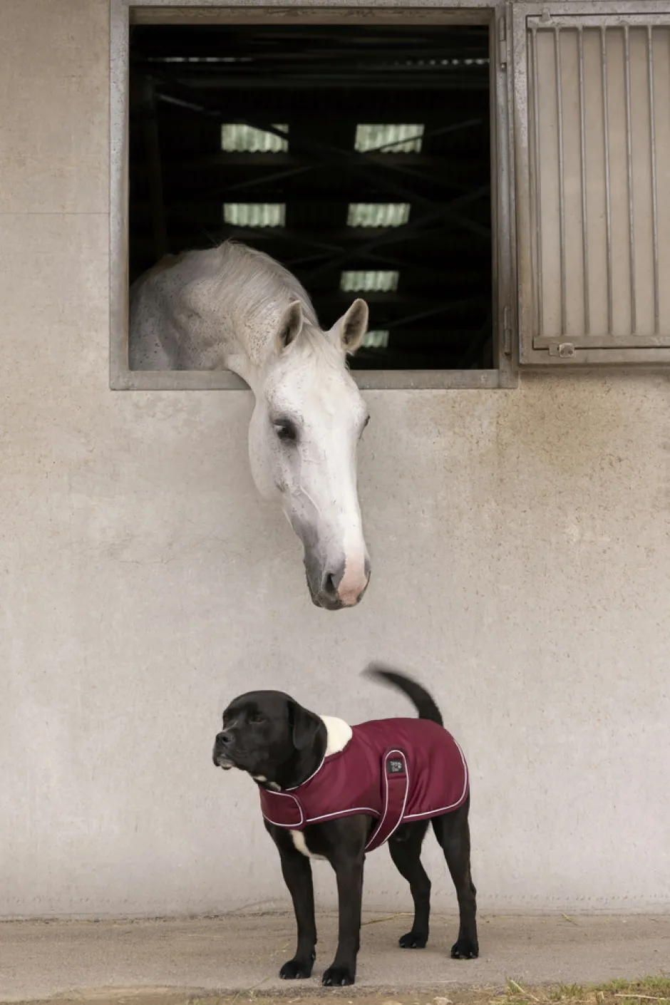DIEGO & LOUNA Hunde-Fleecemantel Teddy