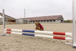 DIEGO & LOUNA Hundemantel aus Nylon Teddy