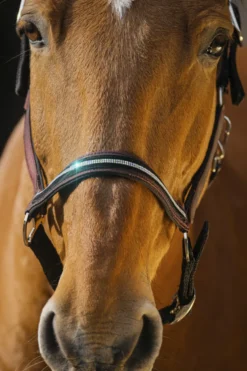 EQUITHEME Domino Nylonhalfter