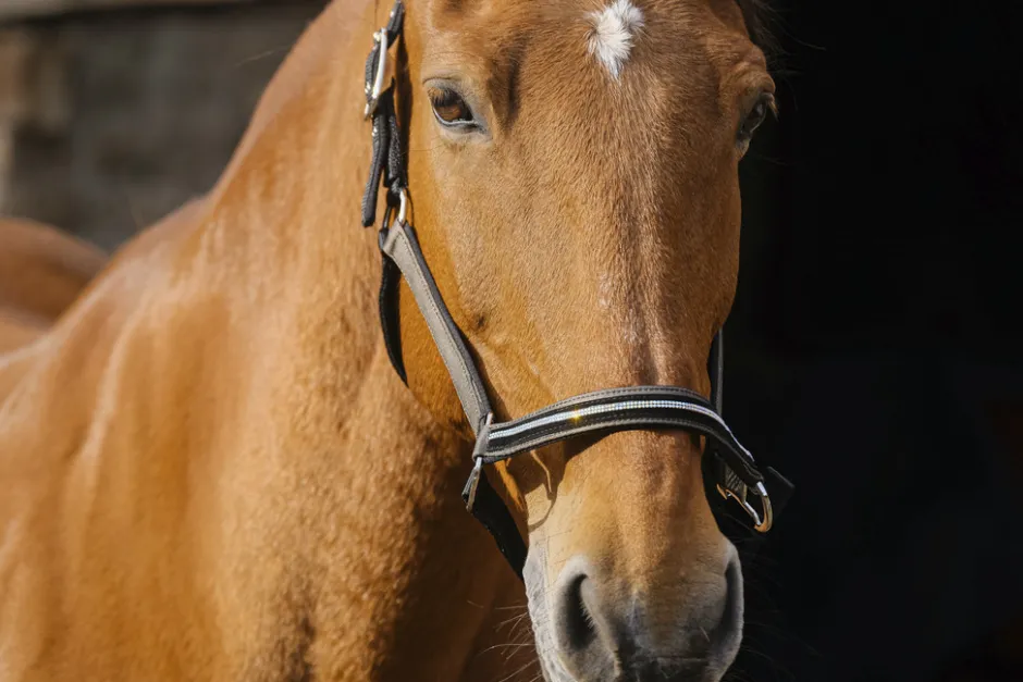 EQUITHEME Domino Nylonhalfter