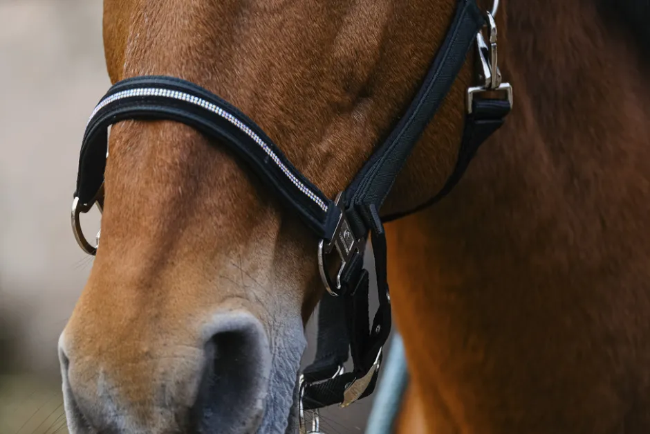 EQUITHEME Domino Nylonhalfter
