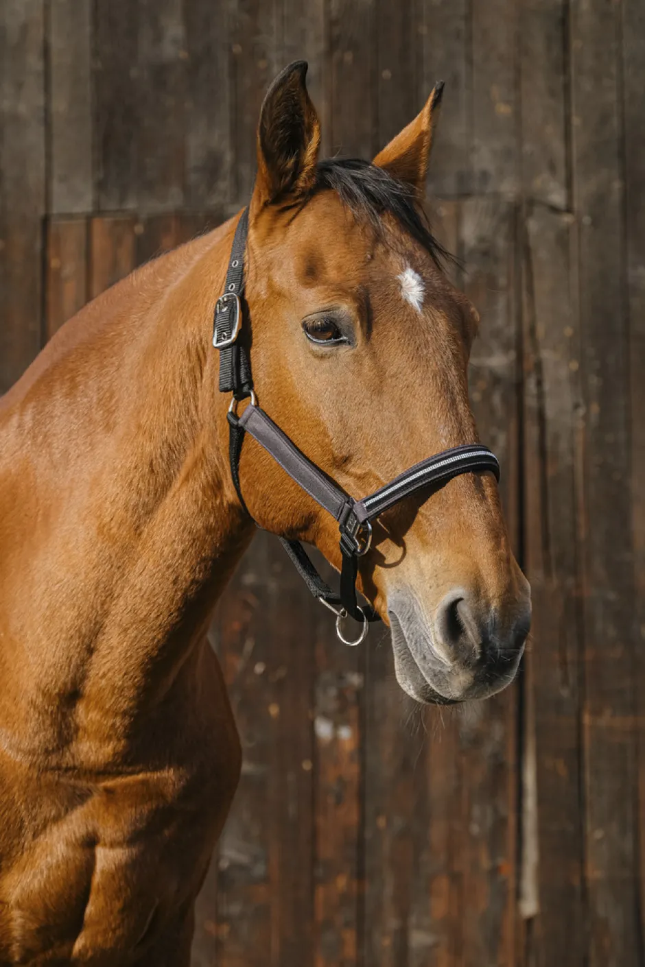 EQUITHEME Domino Nylonhalfter