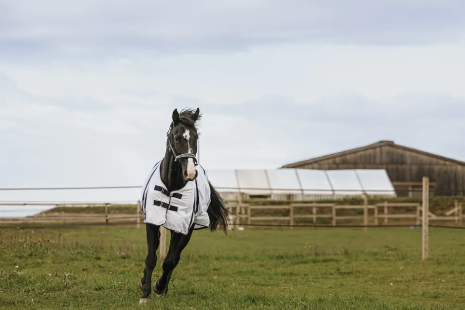 EQUITHEME - Mesh - Fliegendecke