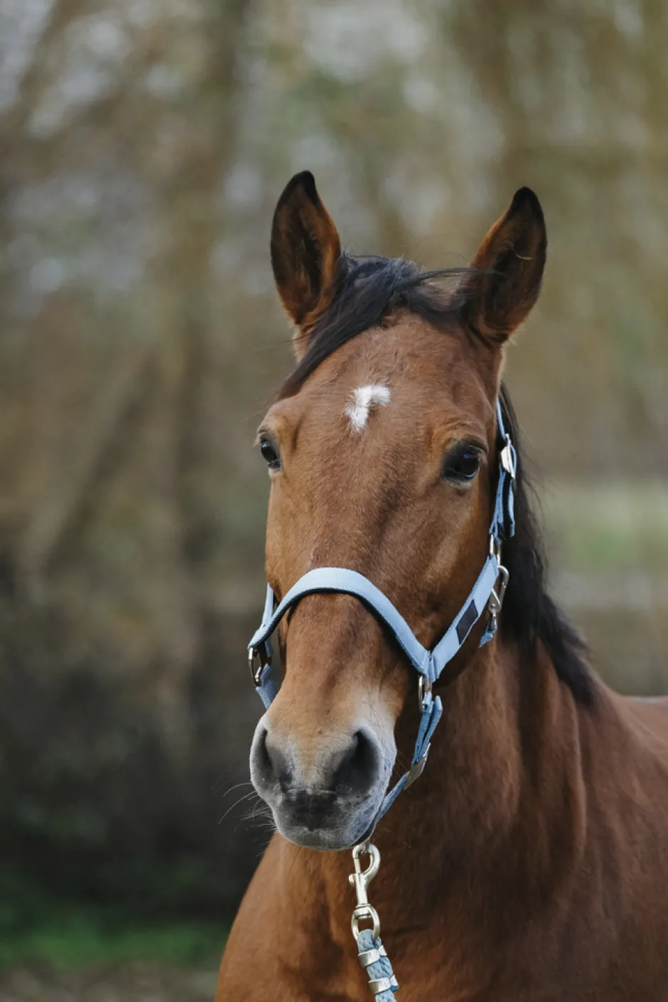 EQUITHEME Spring Nylonhalfter