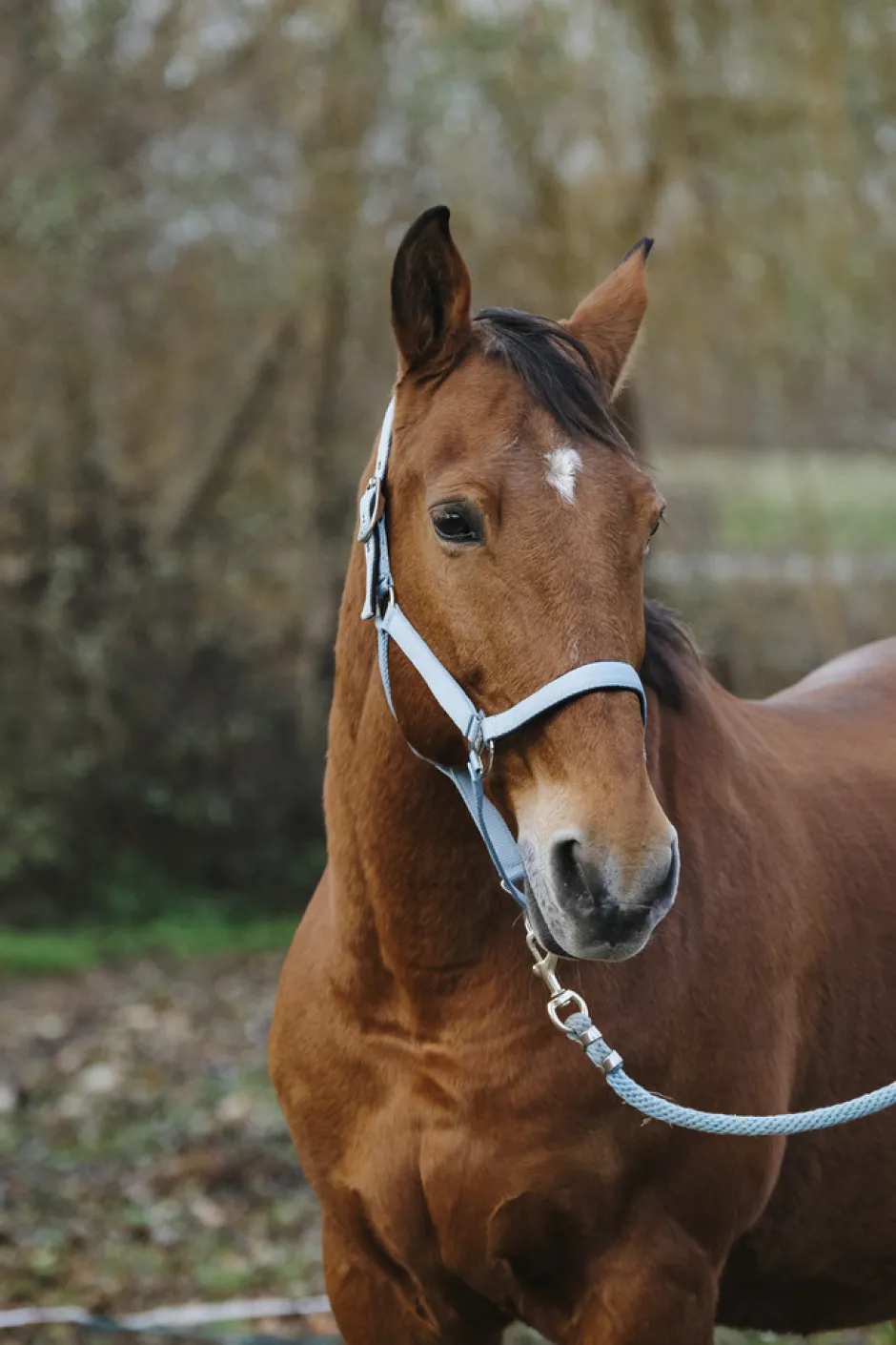 EQUITHEME Spring Nylonhalfter