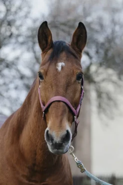EQUITHEME Spring Nylonhalfter