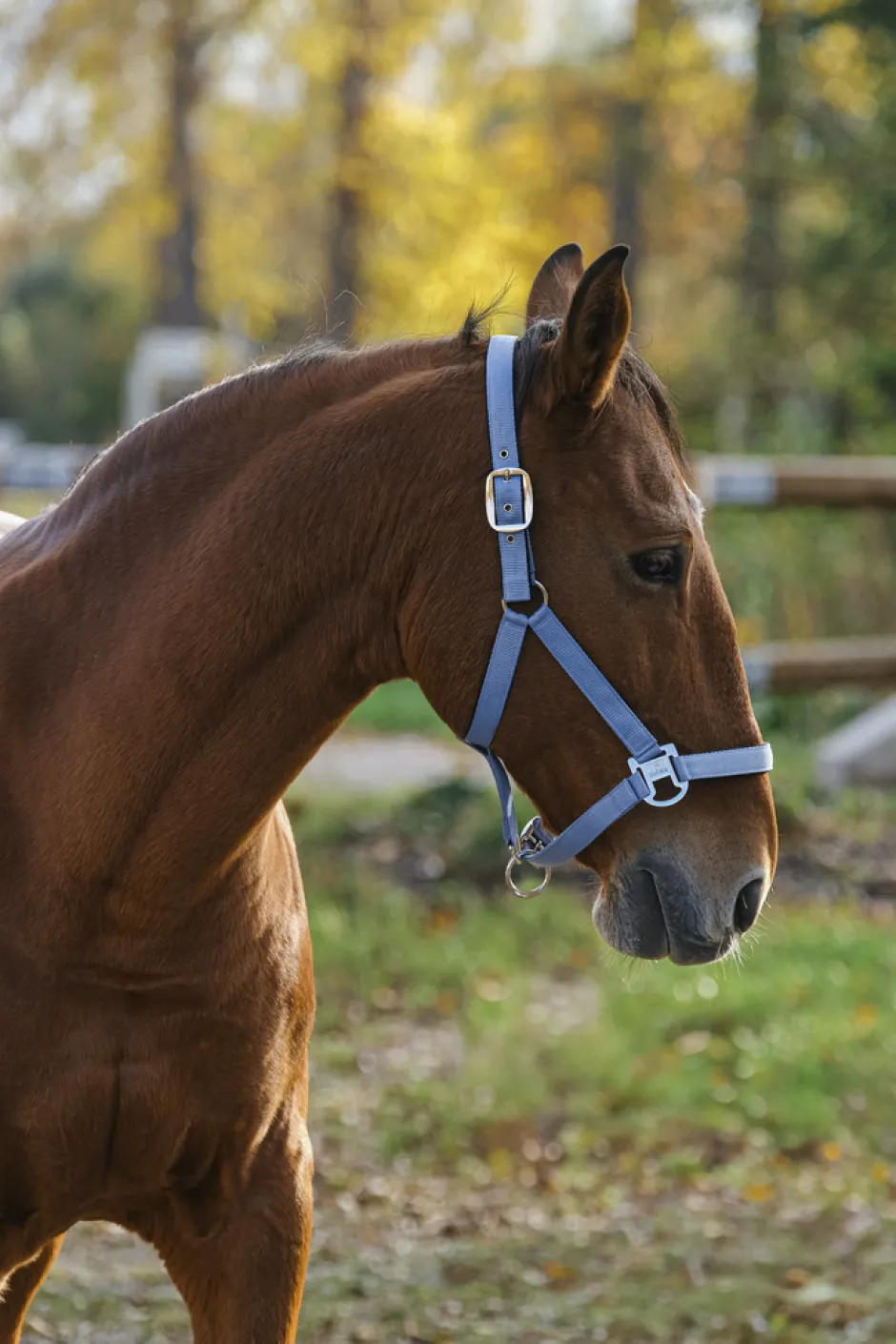 EQUITHEME Spring Nylonhalfter