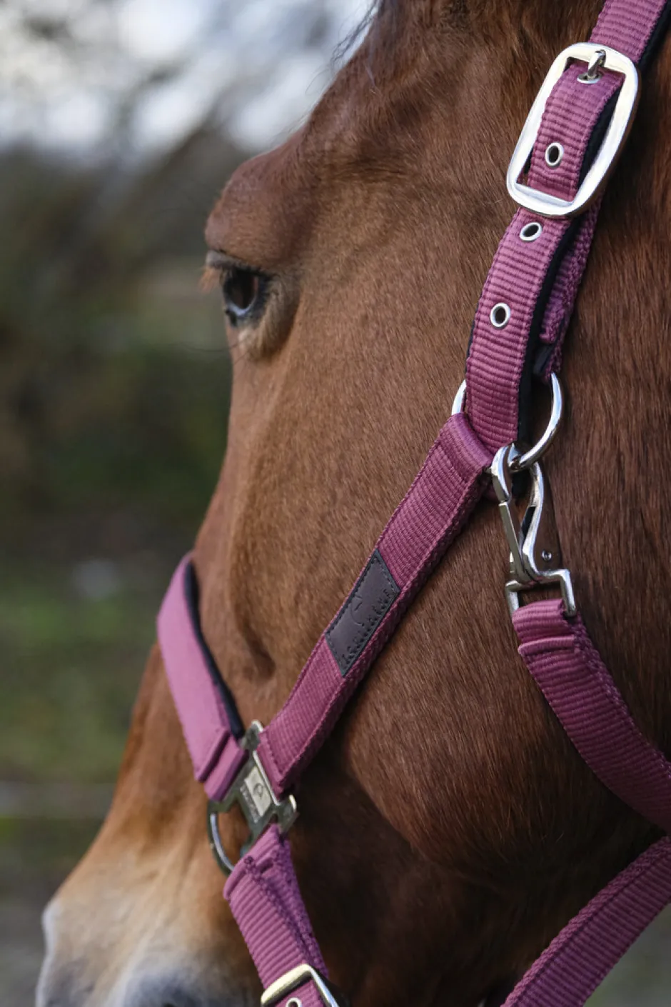 EQUITHEME Spring Nylonhalfter
