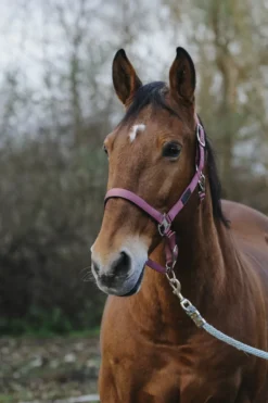 EQUITHEME Spring Nylonhalfter
