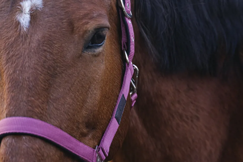 EQUITHEME Spring Nylonhalfter
