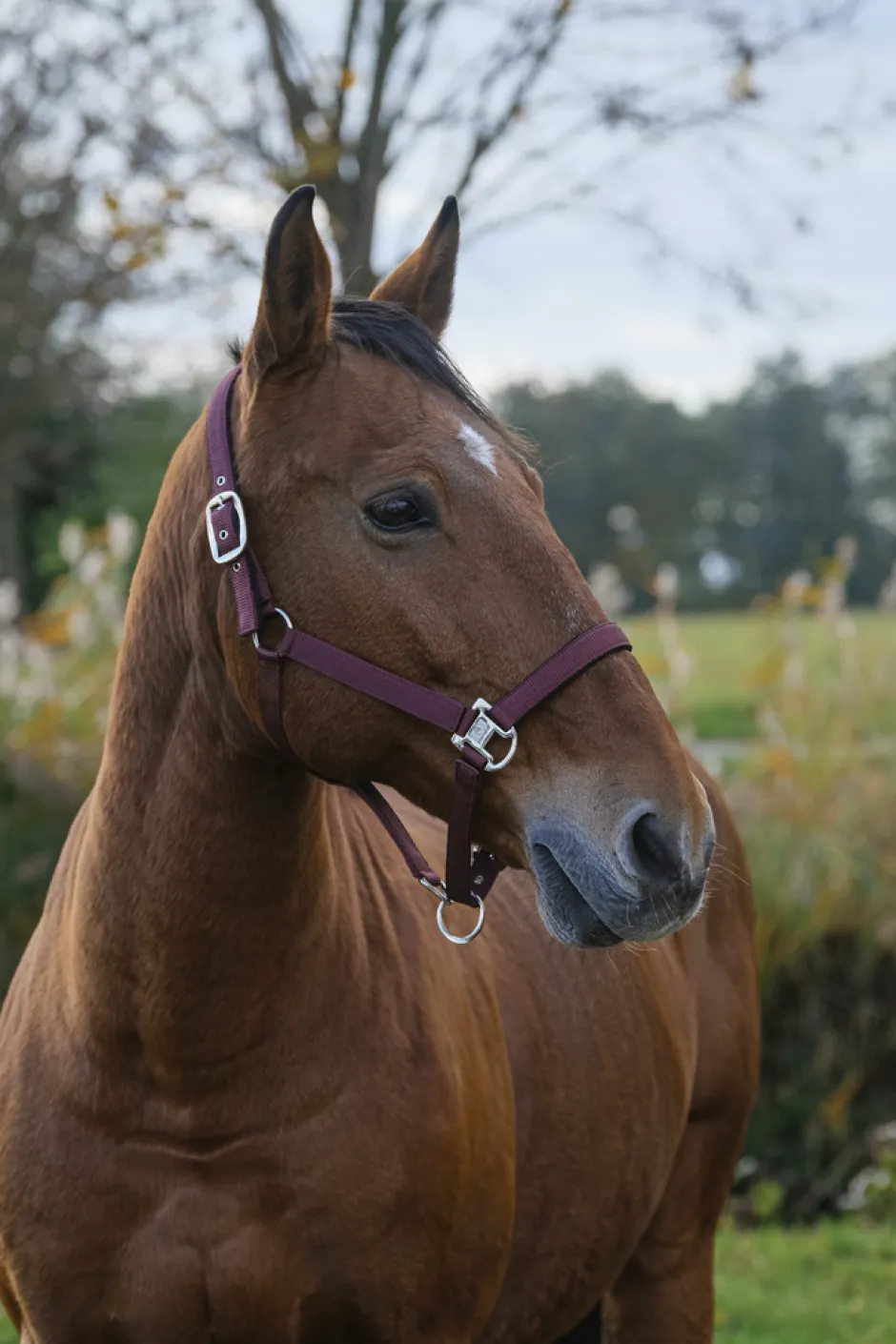 EQUITHEME Spring Nylonhalfter