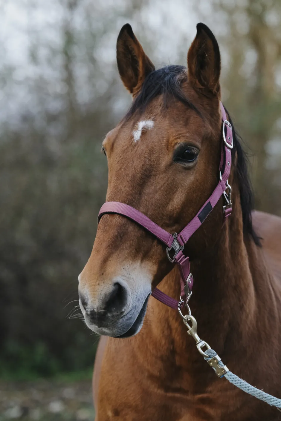 EQUITHEME Spring Nylonhalfter