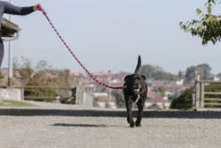 EQUITHÈME - Haspen - Hundeleine mit Griff
