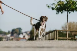 EQUITHÈME - Haspen - Hundeleine mit Griff
