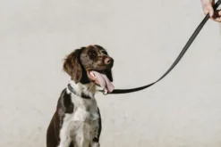 EQUITHÈME - Nala - Hundehalsband