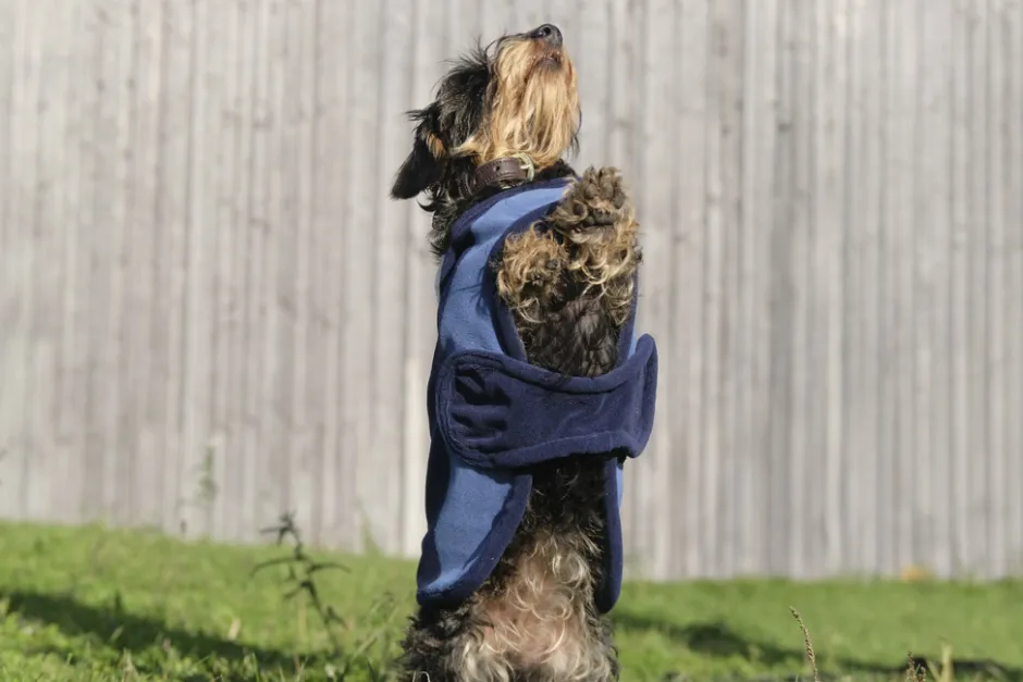 EQUITHÈME - New Market - Hundedecke