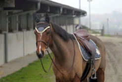 EQUITHÈME Denim Schabrake