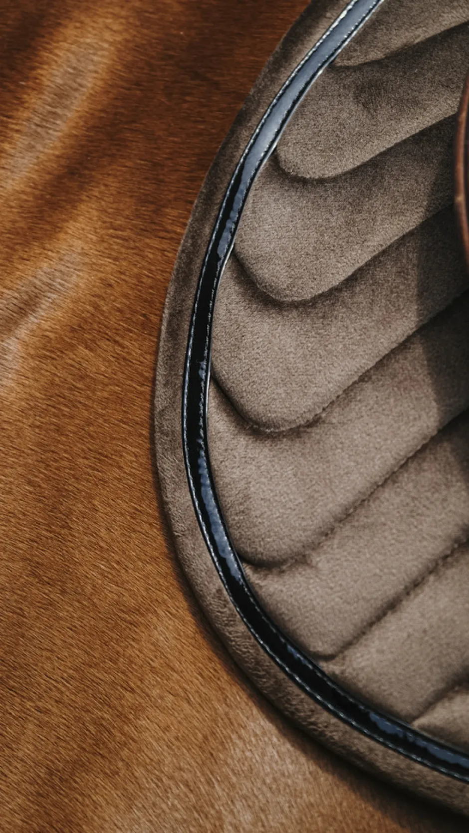 EQUITHÈME Glossy Schabracke