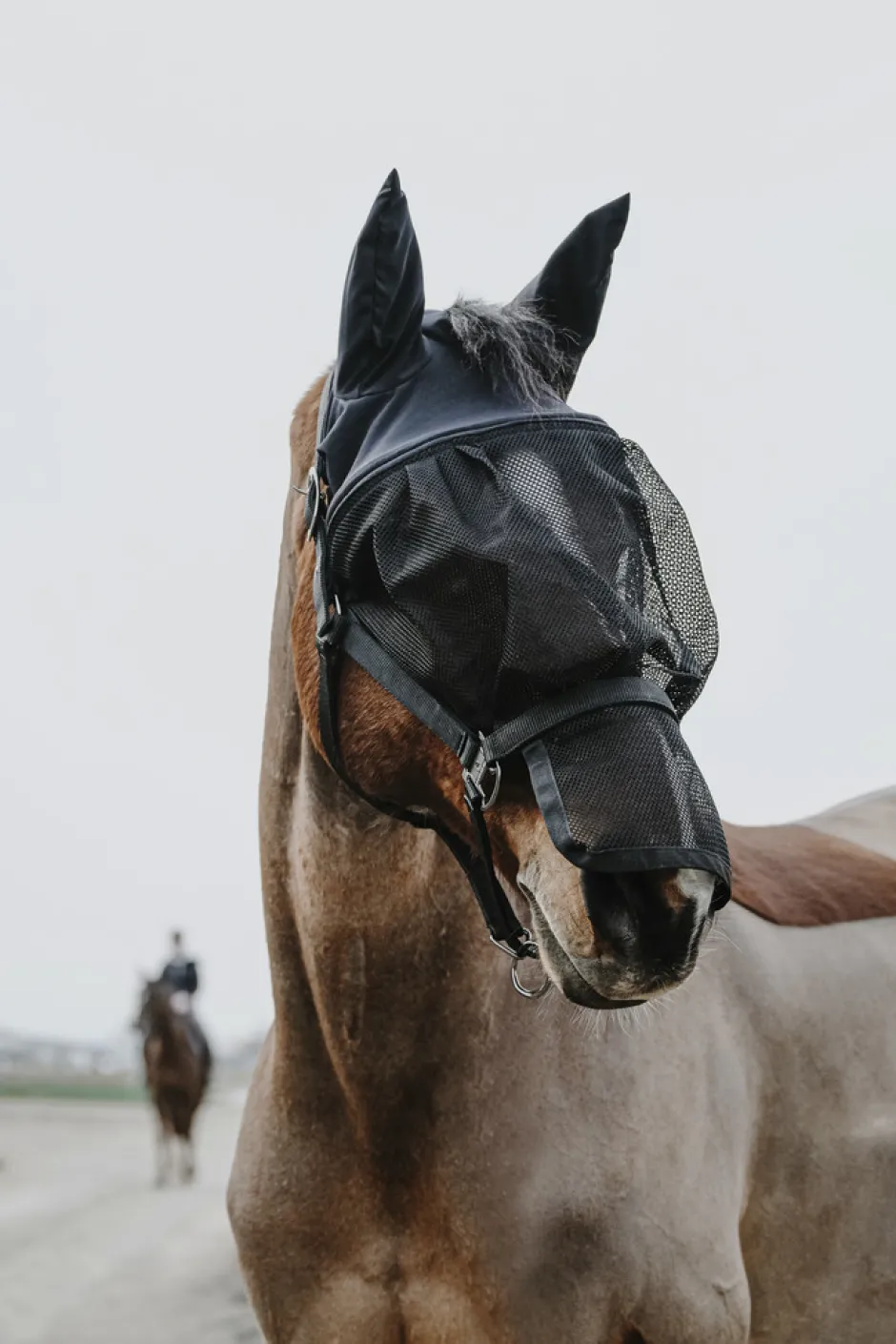 EQUITHÈME Halfter + Antifliegenmaske