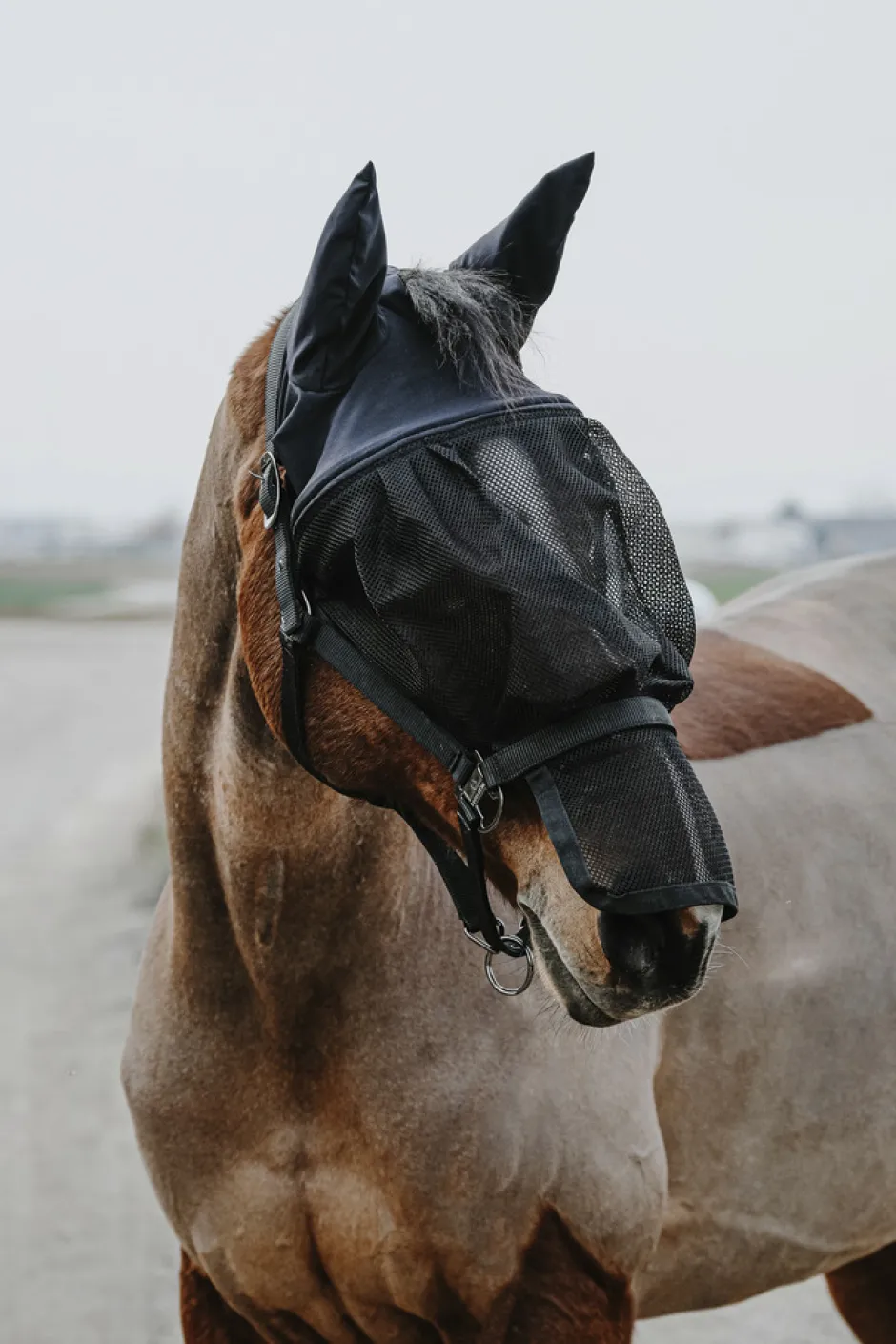 EQUITHÈME Halfter + Antifliegenmaske