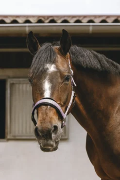 EQUITHÈME - Jacquard - Nylonhalfter