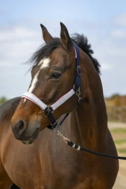 EQUITHÈME Nylon Check Halfter