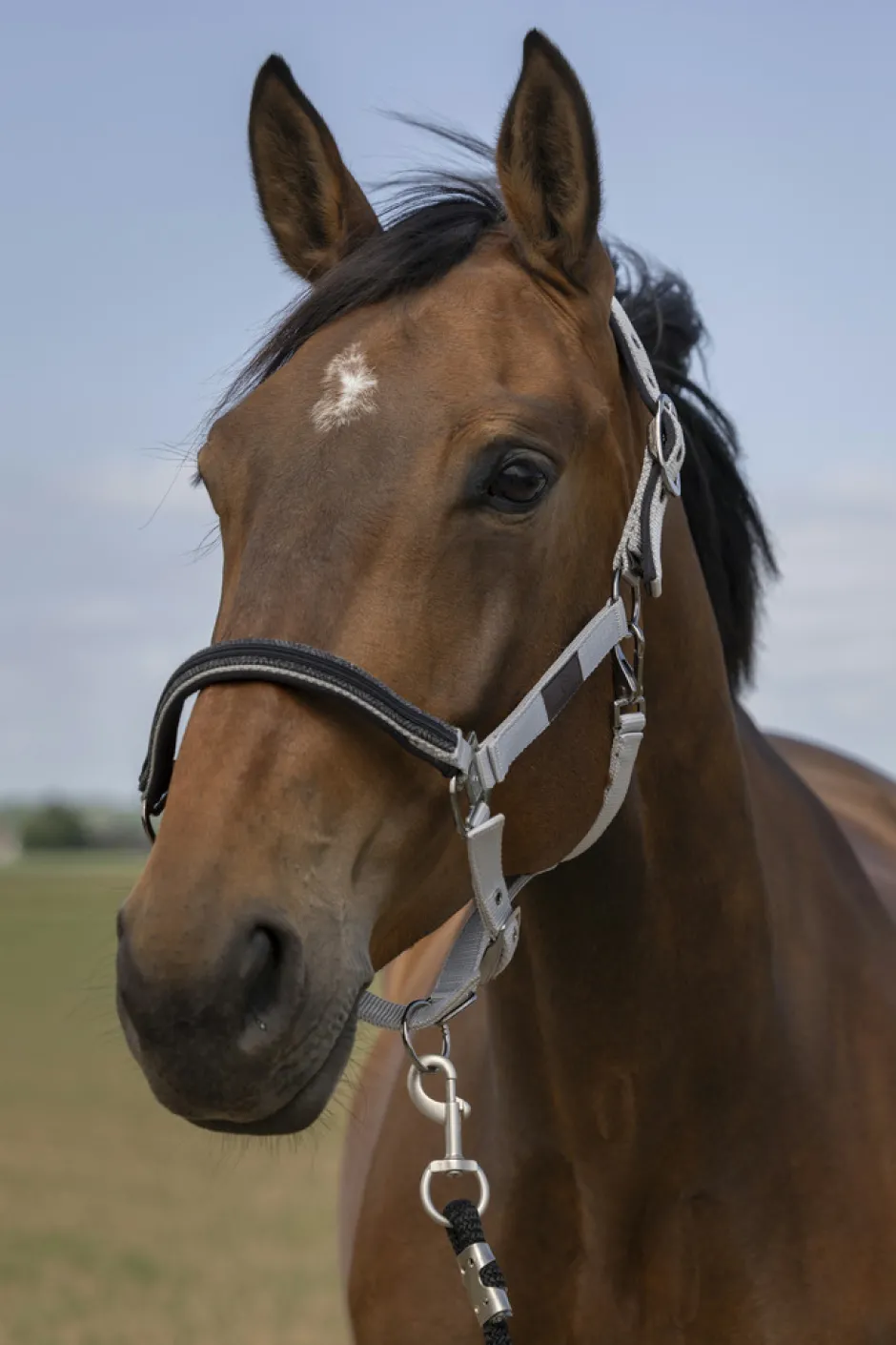 EQUITHÈME Nylon Chevron Halfter
