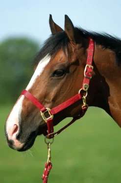 EQUITHÈME Nylonhalfter