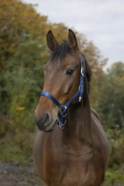 EQUITHÈME Nylonhalfter