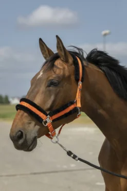 EQUITHÈME Nylon Mouton Halfter