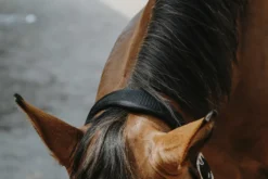 EQUITHÈME - Protector - Nylonhalfter